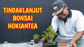 Tindaklanjut Pada Bonsai Hokiantea mame Saat Badai ELNINO