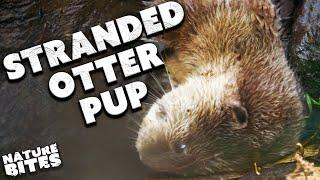 Tiny Otter Pup Gets Left Behind…  The Secret Life of the Zoo  Nature Bites