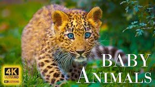 Wild Babies 4K - Amazing World Of Young Animals  Scenic Relaxation Film