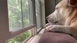 Kasper dog relaxing and sleeping listening to rain