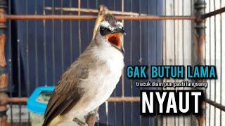 trucukan gacor TARUNG ROPEL PANJANG pancingan trucukan agar bunyi jadikan burung trucuk gacor EMOSI