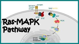 Ras-MAPK pathway  Ras-MAPK in cancer  The MAP Kinase MAPK signalling pathway