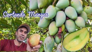 Temporada de Mangos de la Región muy buenos en Chaparaco  Zamora Aventurero