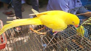 Exotic Birds Price 2022 In Bangladesh  Best Pet Birds  yellow parrot