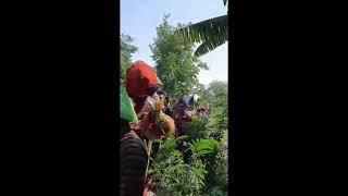 Acara Sedekah Bumi di Kecamatan Gabus Wetan Kabupaten Indramayu Jawa Barat .