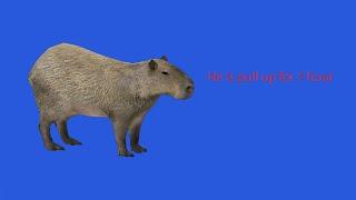 Capybara pull up 1 hour  Elongated memes