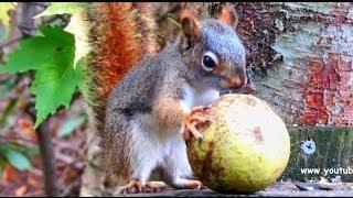 Red Squirrel Husking A Huge Walnut - Full Version