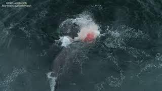 Killer Whales Attack & Kill Gray Whale 42719