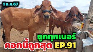 คอกนี้ถูกสุด EP.91  1 ก.ค.67  บ้านเขียวจัดโปรถูกตั้งแต่ตัวแรกถึงตัวสุดท้าย เริ่มต้น 9500 ห้ามพลาด