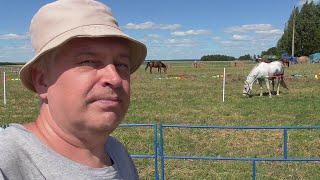 Я на поле снимаю видео про коней. Геннадий Горин и кони