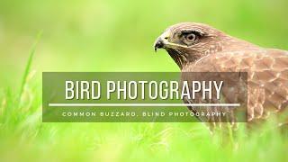 BIRDS of PREY PHOTOGRAPHY  Photographing from photoblind  Common BUZZARD