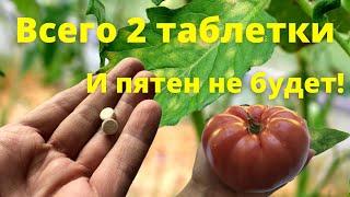 2 таблетки и пятен на томатах не будет. Листья помидоров в теплице будут зеленые и чистые.