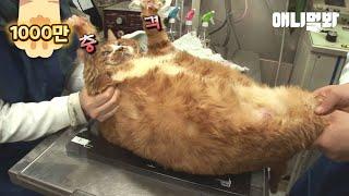 Cat Cant Accept The Fact That Hes Fat