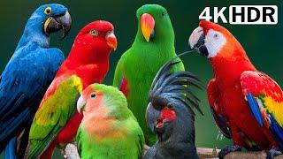 Most Amazing Parrots On Earth  Colorful Birds & Relaxing Nature Sounds  Stress Relief  4K HDR