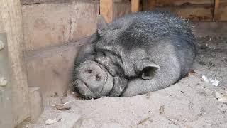 pot-bellied pig wakes up from fart