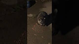 Raccoon Pet eating cat food.