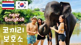  ELEPHANT SANCTUARY Half Day Trip from Bangkok Private Tour experience