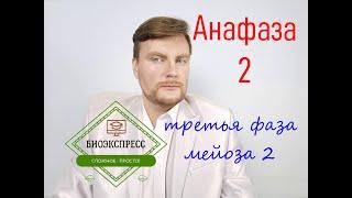 Анафаза 2 - третья фаза мейоза два.