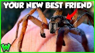 This Spider Will CURE Your Arachnophobia - The Giant Wolf Spider