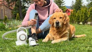 How I Groom My Grumpy Golden Retriever