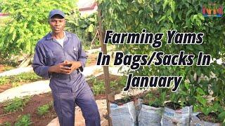 Farming Yams In BagsSacks In January