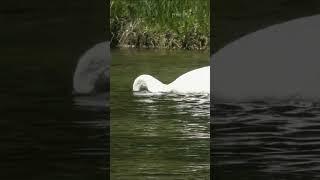 Three Hungry Trumpeter Swans Feed In The Firehole River #yellowstonenationalpark #wildlife #birds