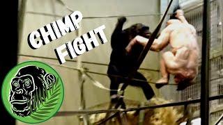 Epic Battle Jambo The Bald Chimpanzees Massive Fight