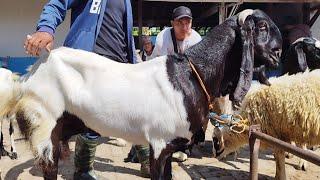 1.100 Hamil Tua  Bentar Lagi Beranak Harga Murah Meriah  Pasar Kambing Kerek