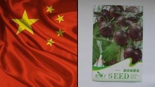 Семена почтой из Китая - Семена чёрного помидора