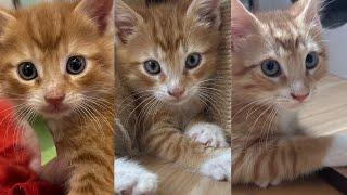 Growth of Kittens Week by Week Tikka Marsala Francese Picatta May - July 2024 Recap