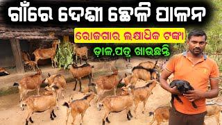 ଗାଁରେ ଦେଶୀ ଛେଳି ପାଳନ  How to start desi goat farming in village. #efarmingodisha #goat