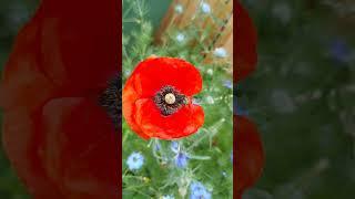 A bee on a poppy