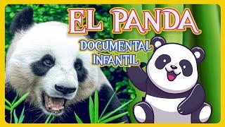 EL OSO PANDA  ️    Videos educativos para niños  Los animales  Documentales para niños