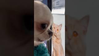 Chihuahua Growls at Cat Poster #sweetiepiepets #puppy #chihuahuapuppies #cat #chihuahuaoftheday