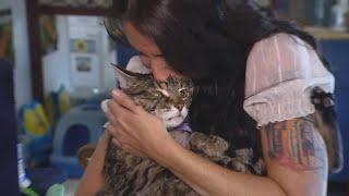 Ex-Nanny Faces Charges for Allegedly Stealing Family Cat