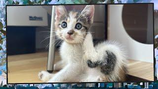 Foster Kitten Livestream S9 E23 - June 14 2024