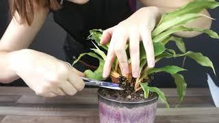 Выращивание хлорофитума Грин Оранж из семян