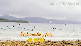 Chuuk Micronesia Birds catching fish by Ate Yenyen.