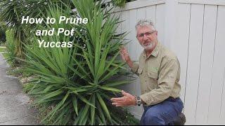 How to Prune and Plant Yuccas
