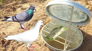 Build simple diy bird trap make from bottle & wood - Easy make a bird trap