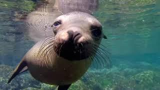 Sea Lions and Sea Turtles Swimming at Darwins Bay San Cristobal Island Galapagos