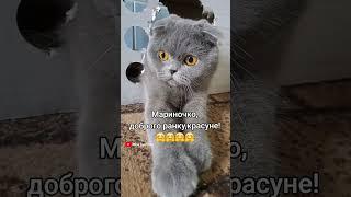 Мариночко Приколи  кішки Булочки  #моябулочка #скотішфолд #українськакішка