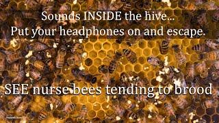 Sounds from Inside the Bee Hive Healthy Honey Bee Sounds ASMR the brood frame healthy resonance.