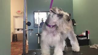 step by step on how to groom a schnauzer tutorial