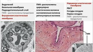 Лекция Сердечно сосудистая система