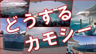 鴨川シーワールドから神戸須磨シーワールドへ移送されるシャチは何頭なのか？シャチ移送までのカウントダウンは始まっている「どうする？カモシー」