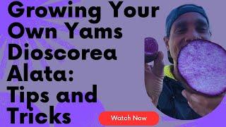 Growing Your Own Yams Dioscorea Alata Tips and Tricks