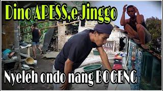 Dino Apese Jinggo Nyeleh Ondo Nang Bogeng SB Ngakak Channel