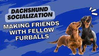 Dachshund Socialization Making Friends with Fellow Furballs
