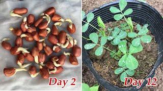 Tips to grow peanuts in pots at home easy and fast